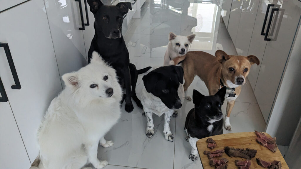 My six dogs: Casey, Sansa, Mali, Dalie, Cherry, and Marin patiently waiting for steak pieces to eat.